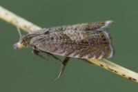 Dichrorampha