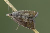 Dichrorampha