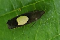Pammene regiana