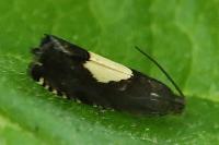 Pammene regiana