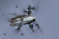 Argyresthia spinosella