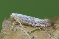 Argyresthia spinosella