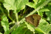 Maniola jurtina