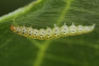 Choreutis nemorana