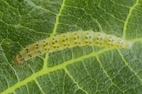 Choreutis nemorana