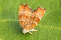 Choreutis nemorana
