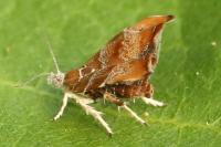 Choreutis nemorana