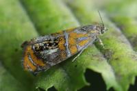Olethreutes arcuella