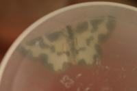 Lomaspilis marginata