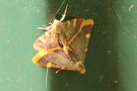 Hypsopygia costalis
