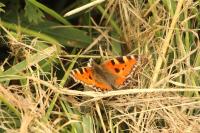 Aglais urticae