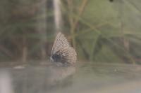 Polyommatus icarus