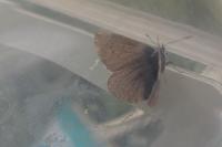 Polyommatus icarus