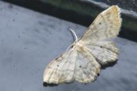 Idaea fuscovenosa
