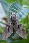 Hyloicus pinastri