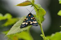 Callimorpha dominula