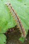 Malacosoma neustria