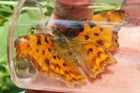 Polygonia c-album