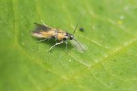 Chrysoesthia drurella