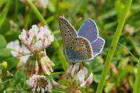 Polyommatus icarus