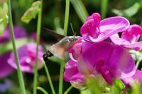 Macroglossum stellatarum