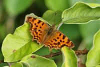 Polygonia c-album