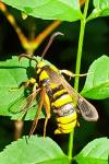 Sesia apiformis