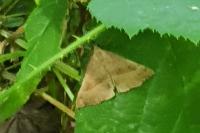 Hypena proboscidalis