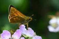 Ochlodes sylvanus