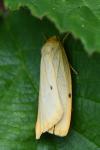 Cybosia mesomella