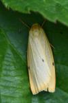 Cybosia mesomella