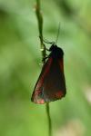 Tyria jacobaeae