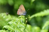 Satyrium ilicis