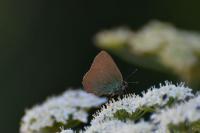 Callophrys rubi