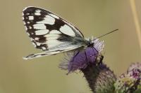 Melanargia galathea