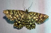 Chiasmia clathrata