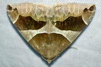 Dysgonia algira