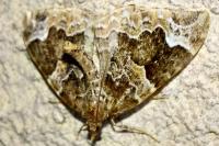 Eulithis prunata