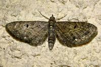 Eupithecia tripunctaria