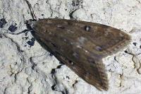 Parapoynx stratiotata