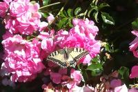 Papilio machaon