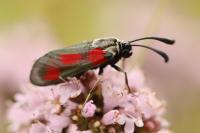 Zygaena sarpedon