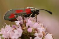 Zygaena sarpedon