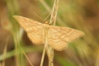 Idaea ochrata