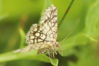Chiasmia clathrata