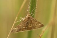 Pyrausta despicata