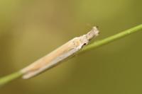Pleurota aristella