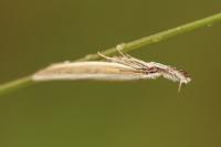 Pleurota aristella