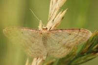 Idaea humiliata