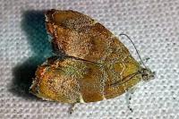 Choreutis nemorana
